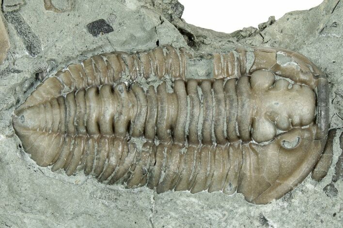 Long Prone Flexicalymene Trilobite - Indiana #325801